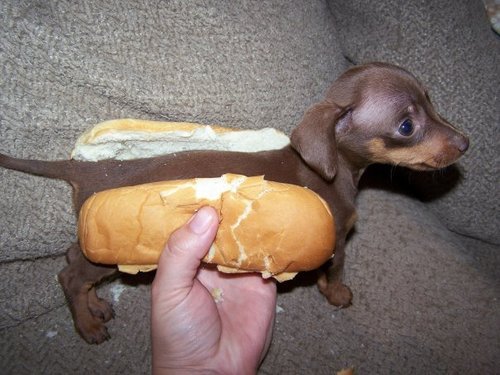 hot-dog.jpg?w=500&h=375